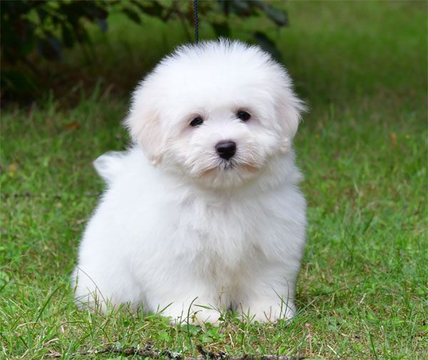 de dame nature - Coton de Tulear - Portée née le 27/05/2025