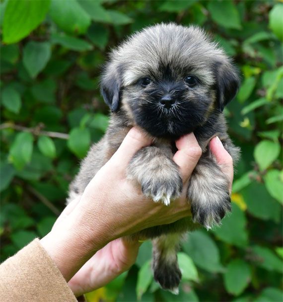 de dame nature - Chiots disponibles - Lhassa Apso