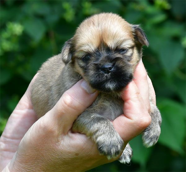 de dame nature - Chiots disponibles - Lhassa Apso