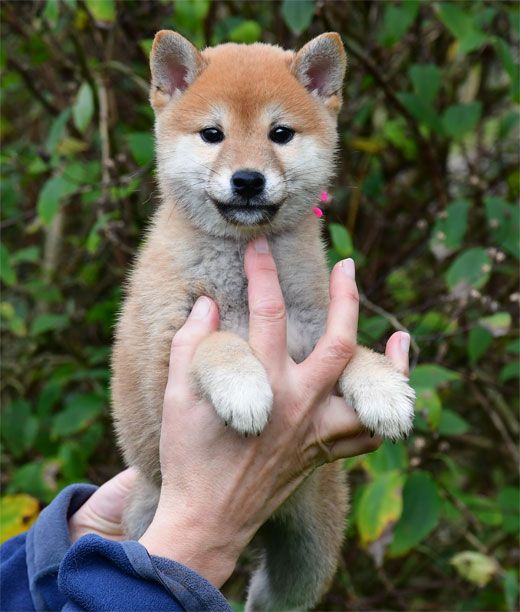 de dame nature - Chiots disponibles - Shiba