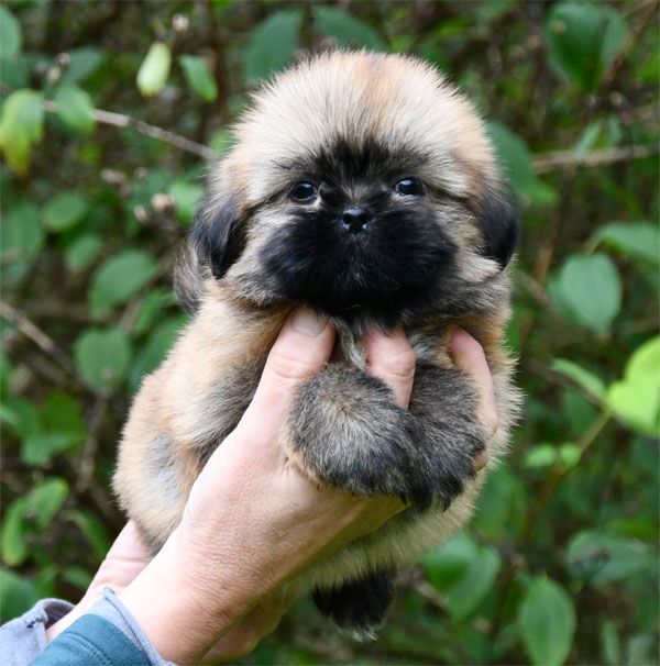 de dame nature - Chiots disponibles - Lhassa Apso