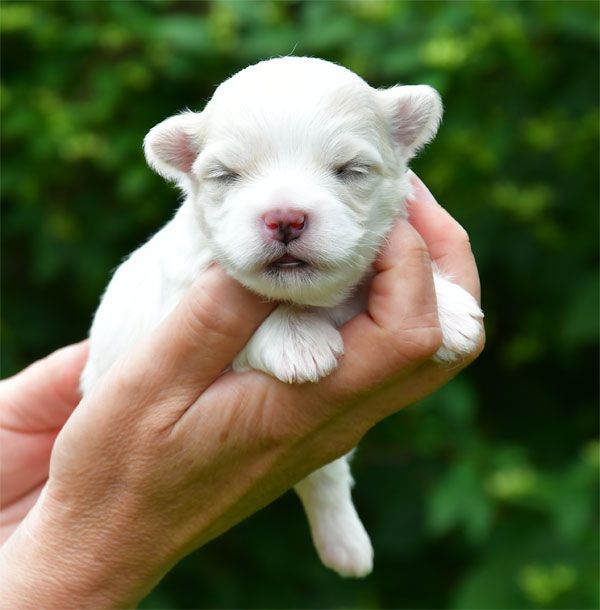 de dame nature - Chiots disponibles - Coton de Tulear