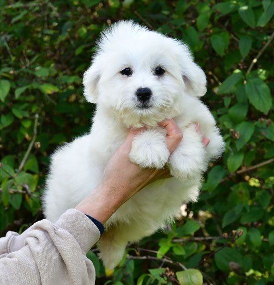 de dame nature - Chiots disponibles - Coton de Tulear