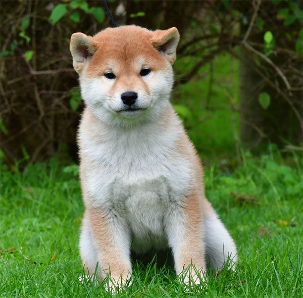 de dame nature - Chiots disponibles - Shiba