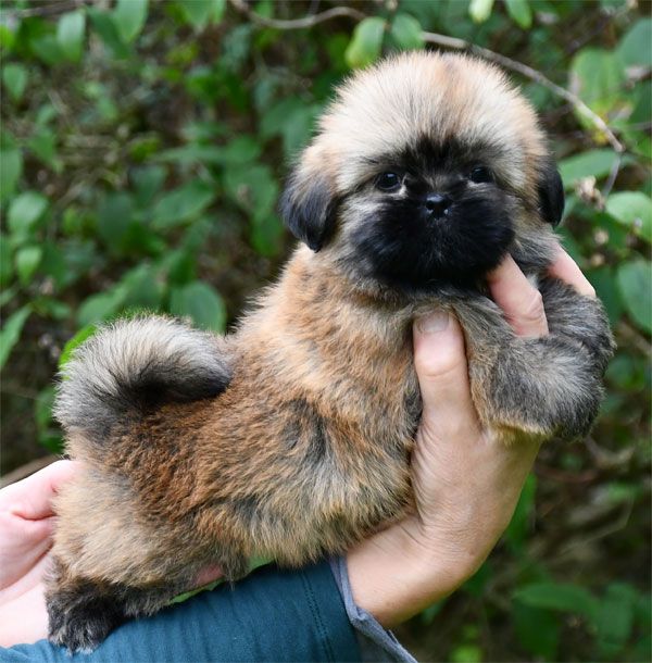 Chiot Lhassa Apso de dame nature
