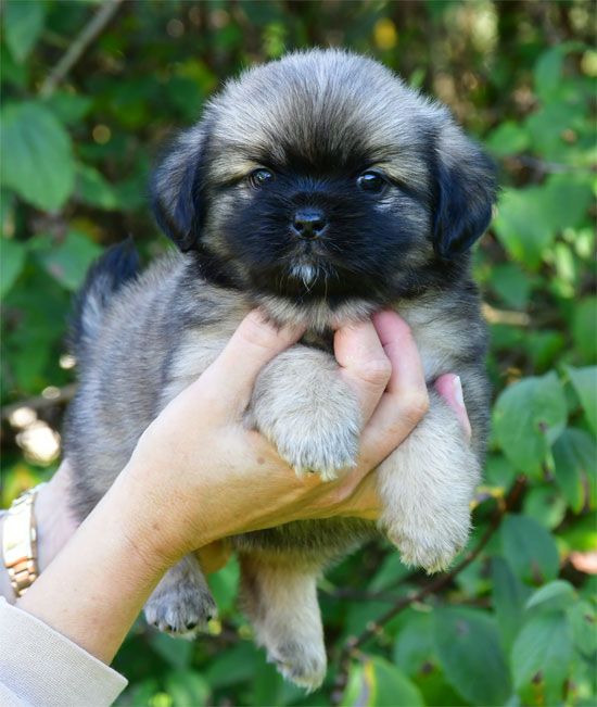 de dame nature - Chiots disponibles - Epagneul tibetain