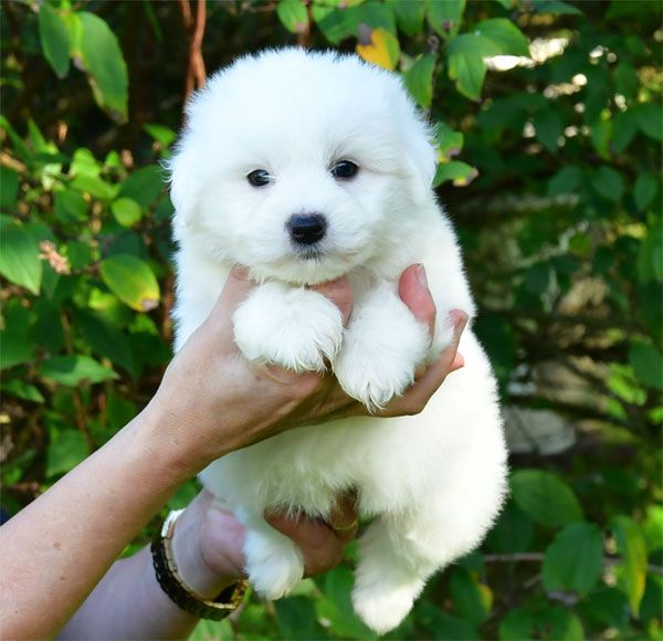 de dame nature - Chiots disponibles - Coton de Tulear