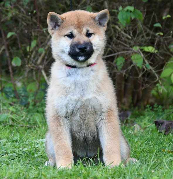 de dame nature - Chiots disponibles - Shiba