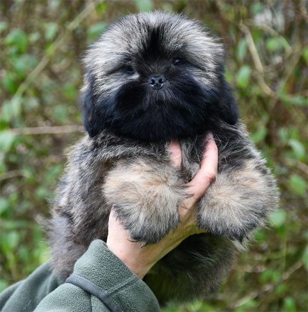 de dame nature - Chiots disponibles - Lhassa Apso