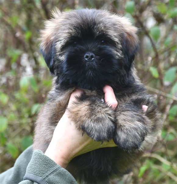 de dame nature - Chiots disponibles - Lhassa Apso