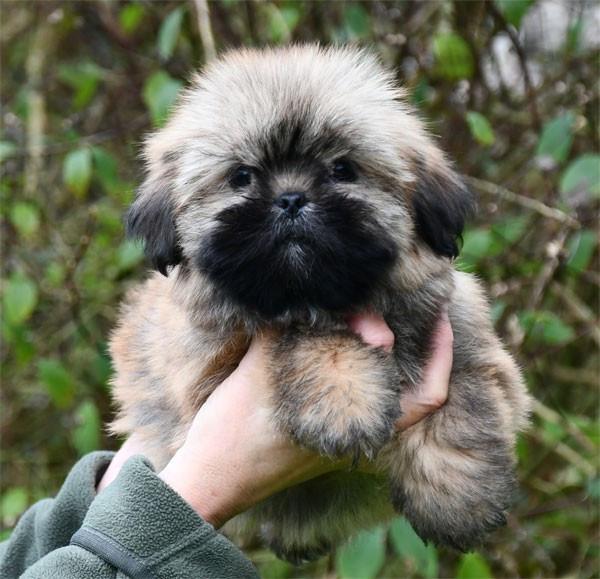 de dame nature - Chiots disponibles - Lhassa Apso