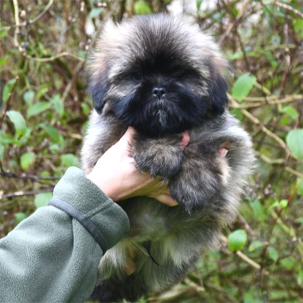 de dame nature - Chiots disponibles - Lhassa Apso