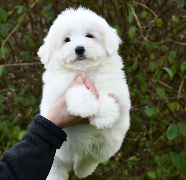 de dame nature - Chiots disponibles - Coton de Tulear
