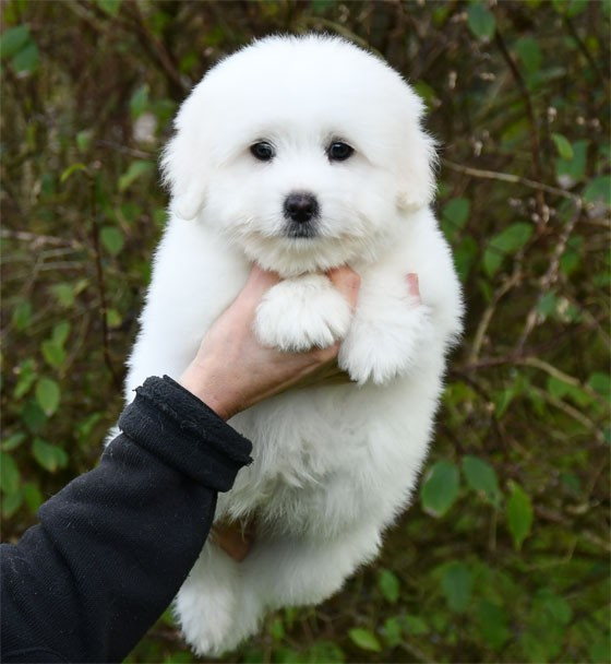 de dame nature - Chiots disponibles - Coton de Tulear