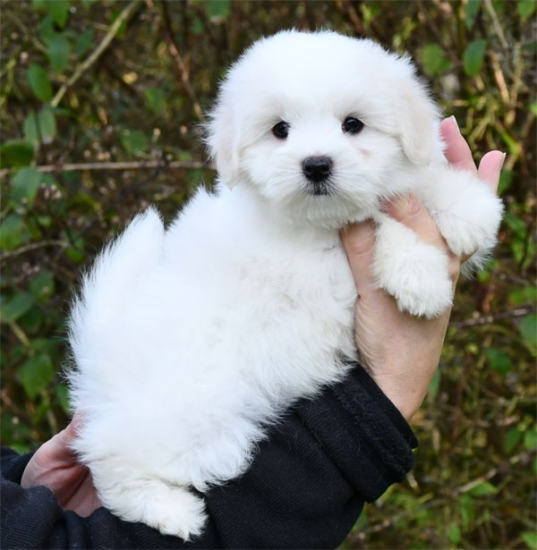 de dame nature - Chiots disponibles - Coton de Tulear