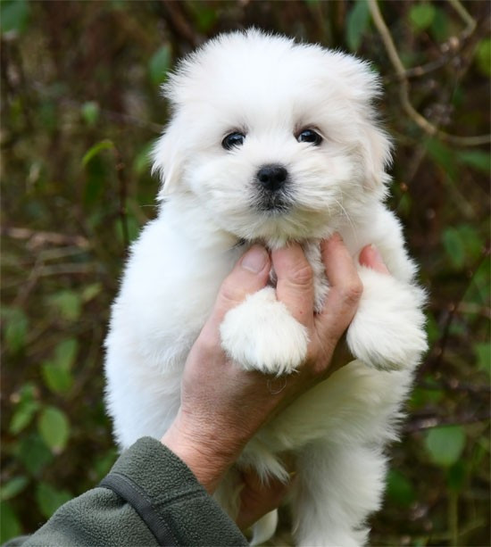 de dame nature - Chiots disponibles - Coton de Tulear