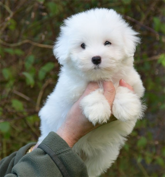 de dame nature - Chiots disponibles - Coton de Tulear