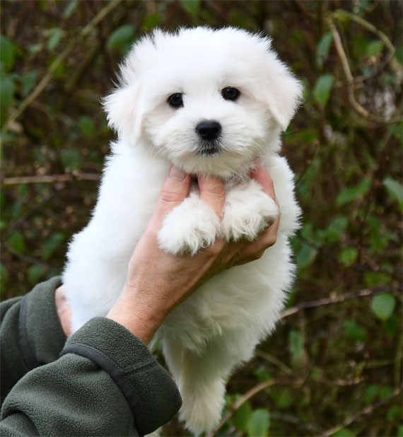 de dame nature - Chiots disponibles - Coton de Tulear