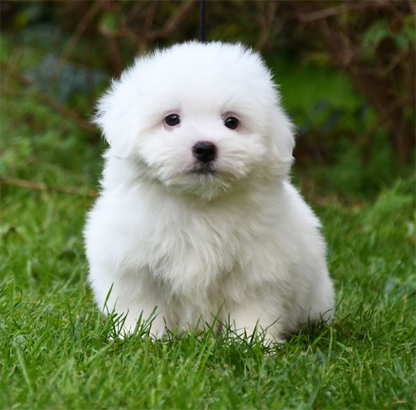 Chiot Coton de Tulear de dame nature