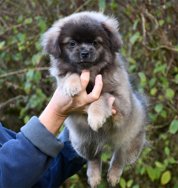 de dame nature - Chiots disponibles - Epagneul tibetain