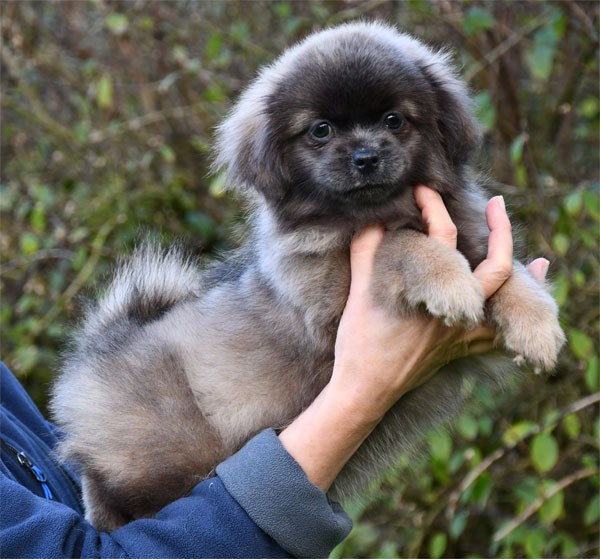 Chiot Epagneul tibetain de dame nature