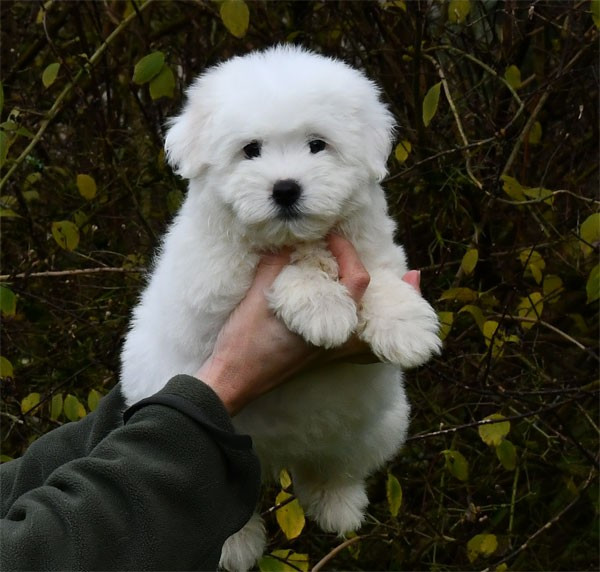 de dame nature - Chiots disponibles - Coton de Tulear