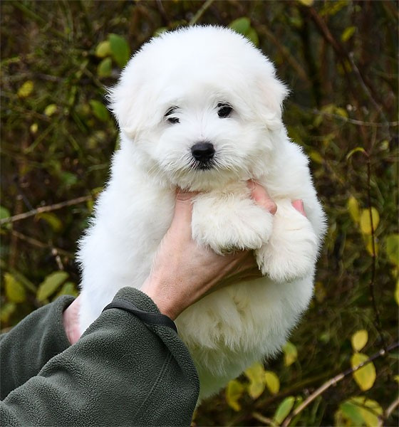 de dame nature - Chiots disponibles - Coton de Tulear