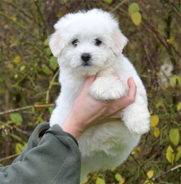 de dame nature - Coton de Tulear - Portée née le 06/10/2025
