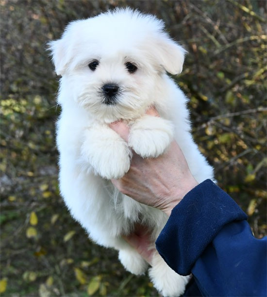 de dame nature - Coton de Tulear - Portée née le 30/09/2025