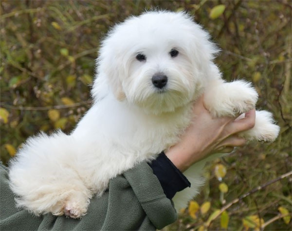 de dame nature - Chiots disponibles - Coton de Tulear