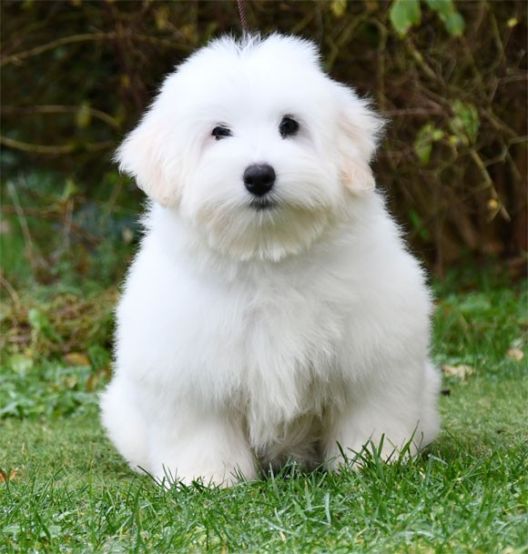 de dame nature - Chiots disponibles - Coton de Tulear