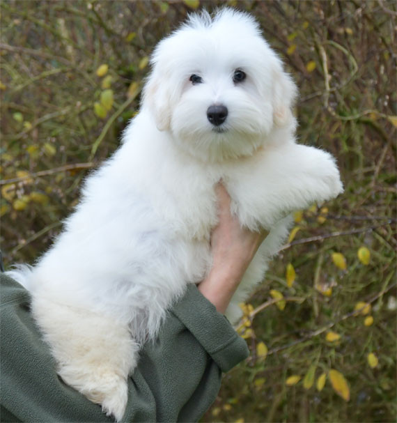 de dame nature - Coton de Tulear - Portée née le 29/08/2025