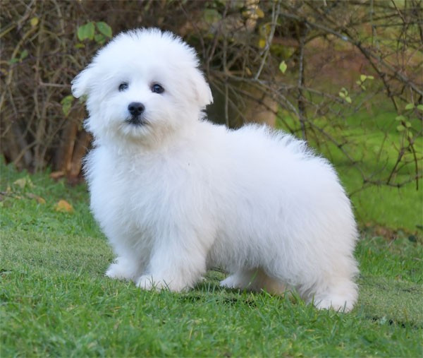 de dame nature - Chiots disponibles - Coton de Tulear