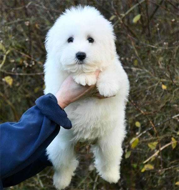 de dame nature - Chiots disponibles - Coton de Tulear