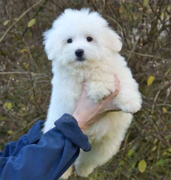 de dame nature - Chiots disponibles - Coton de Tulear