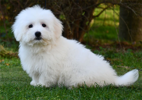 de dame nature - Coton de Tulear - Portée née le 10/09/2025