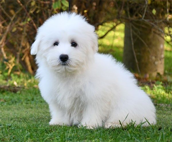 de dame nature - Chiots disponibles - Coton de Tulear