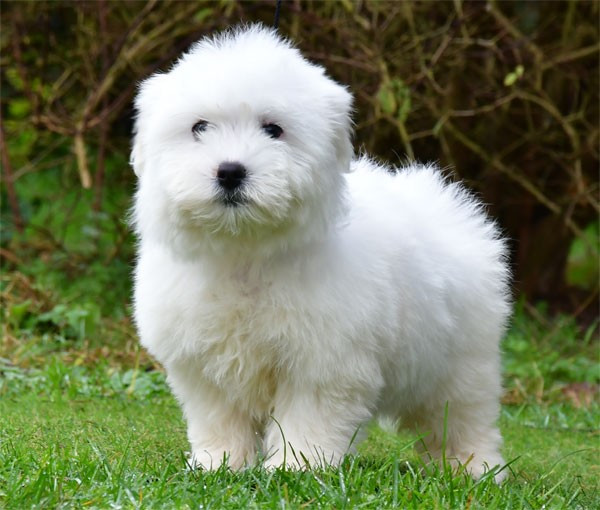 de dame nature - Chiots disponibles - Coton de Tulear