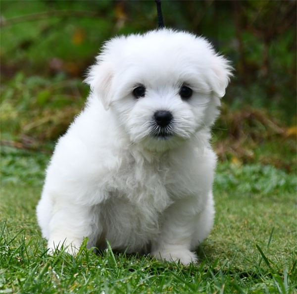 Chiot Coton de Tulear de dame nature
