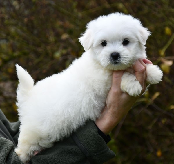de dame nature - Chiots disponibles - Coton de Tulear