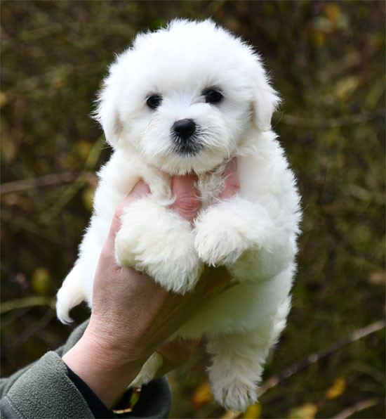 de dame nature - Chiots disponibles - Coton de Tulear