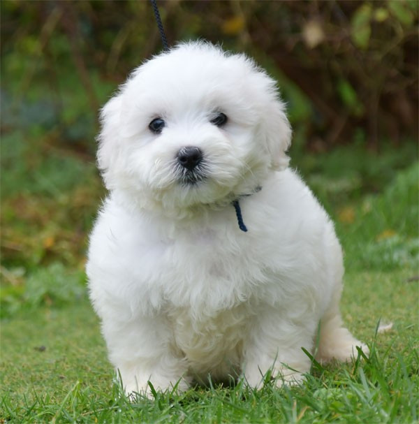 de dame nature - Chiots disponibles - Coton de Tulear