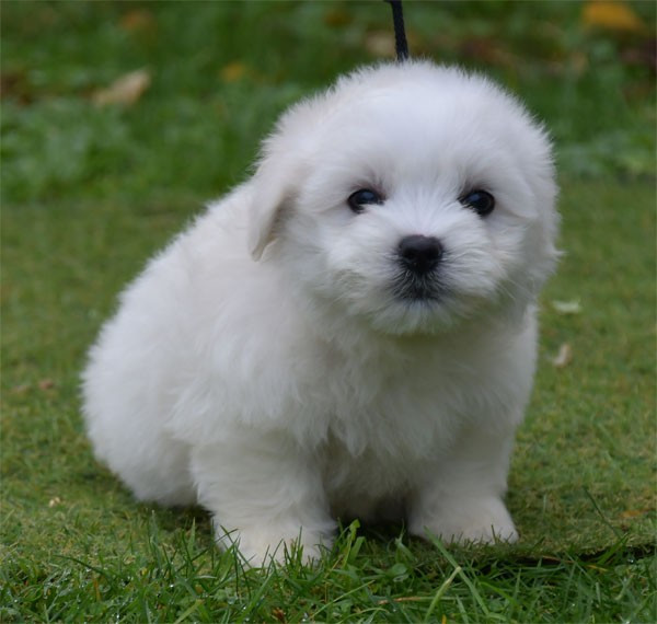 de dame nature - Chiots disponibles - Coton de Tulear