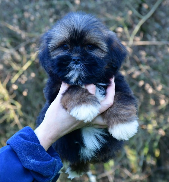 de dame nature - Chiots disponibles - Lhassa Apso
