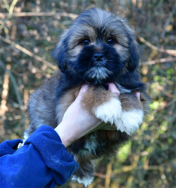 de dame nature - Chiots disponibles - Lhassa Apso
