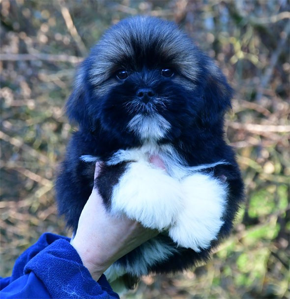 de dame nature - Chiots disponibles - Lhassa Apso