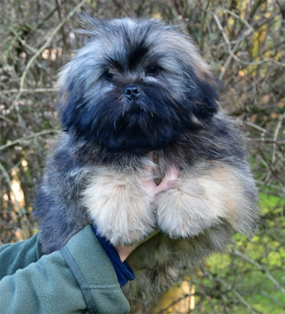 de dame nature - Chiots disponibles - Lhassa Apso