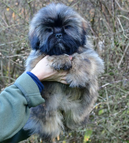 de dame nature - Chiots disponibles - Lhassa Apso