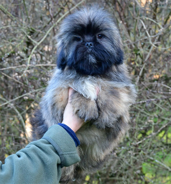 de dame nature - Lhassa Apso - Portée née le 09/09/2025