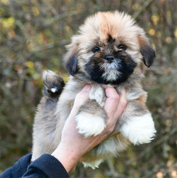 de dame nature - Chiots disponibles - Lhassa Apso
